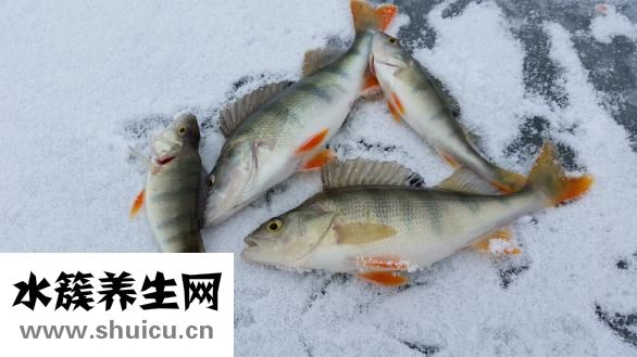 血糖高吃什么零食