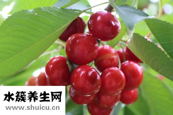 櫻花樹結(jié)櫻桃嗎