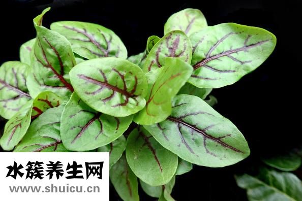 香蕉可以蒸著吃嗎