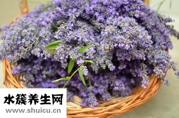 石菖蒲的作用和功效