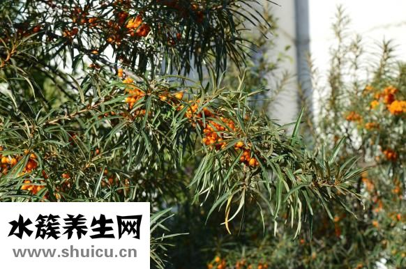 沙棘的作用和功效