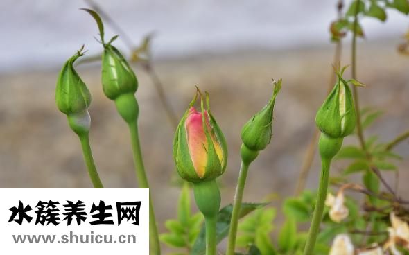 西洋參上火還是降火