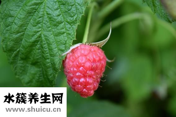 洋蔥炒雞蛋的危害