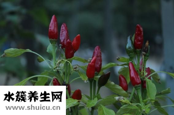 筍的做法大全家常