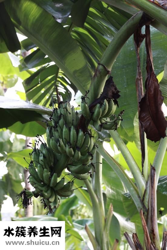 香蕉長(zhǎng)胖嗎