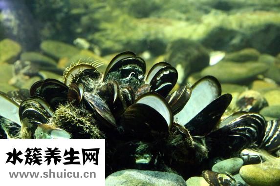 生蠔和牡蠣的區(qū)別