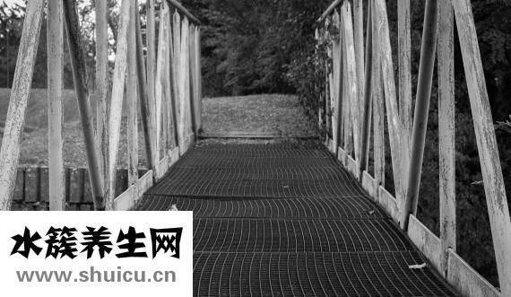 胎菊能天天喝嗎