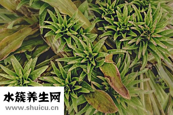 海藻的功效與作用