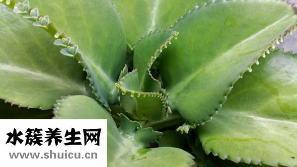 雪蓮花多少錢一斤