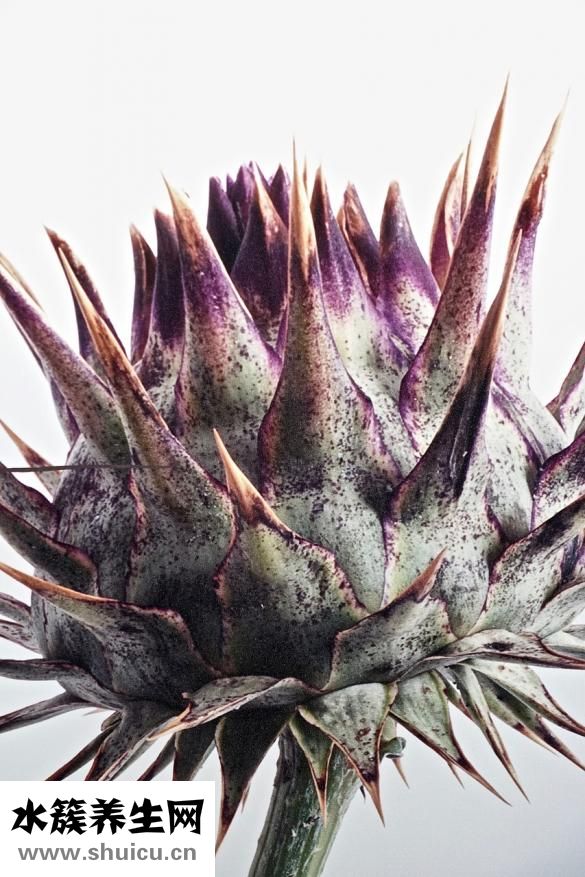 洋姜的腌制方法