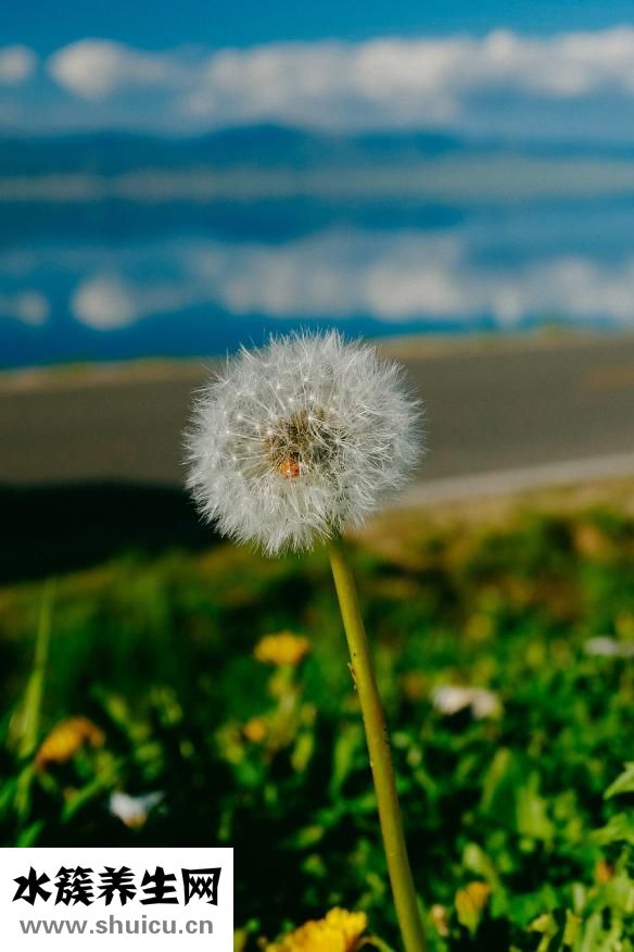 野生蒲公英圖片