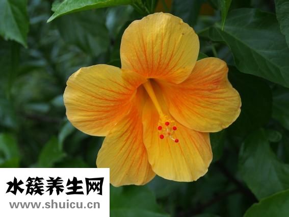 痔瘺是什么癥狀