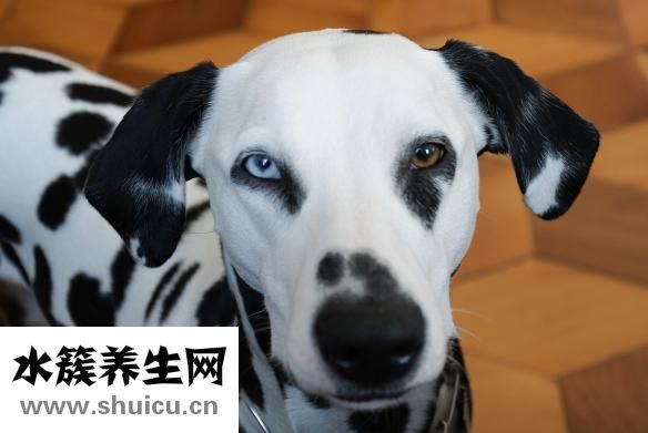 雄蜂蛹的功效與作用