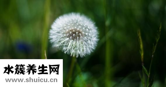 野生蒲公英圖片