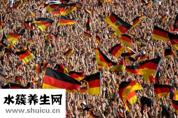 雄蜂蛹的功效與作用