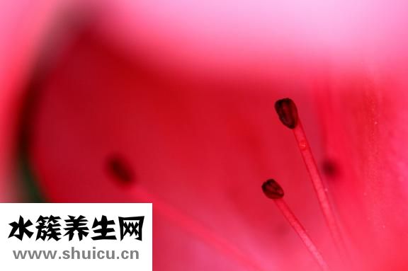 陽起石的功效與作用