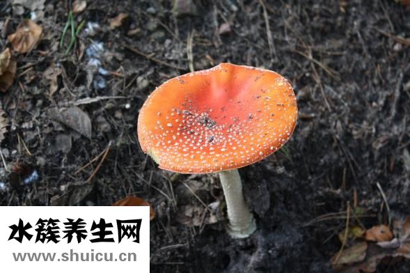 銀耳紅棗湯的功效