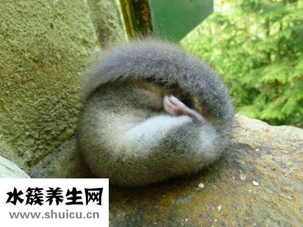 薄荷油的功效與作用