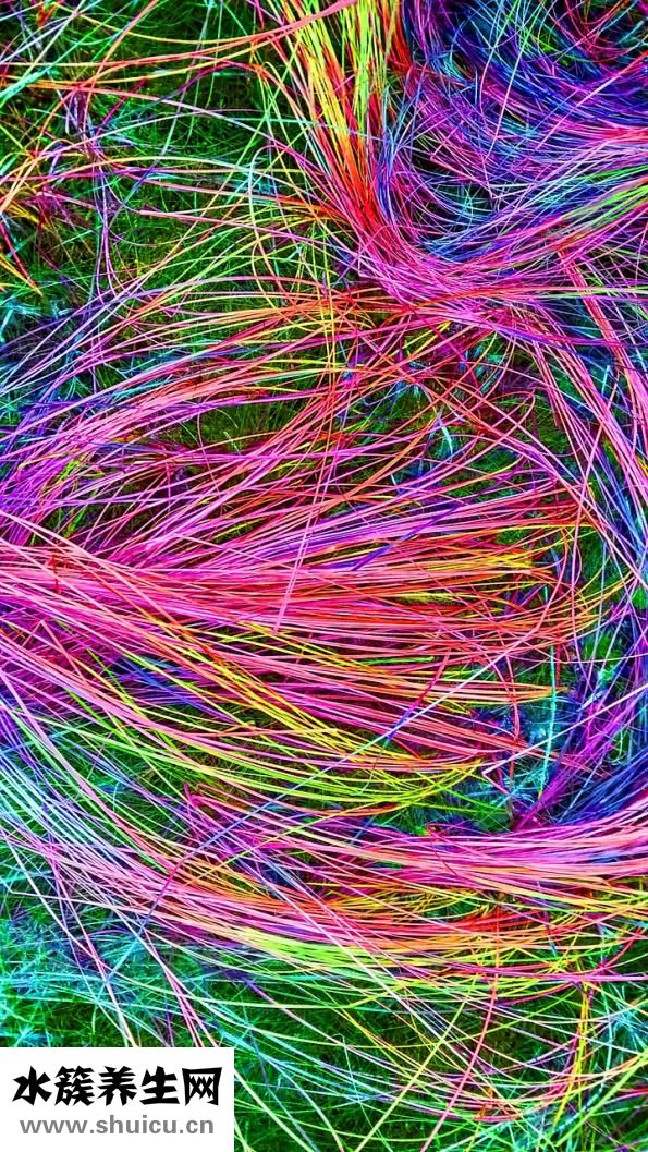 生蠔和牡蠣的區(qū)別