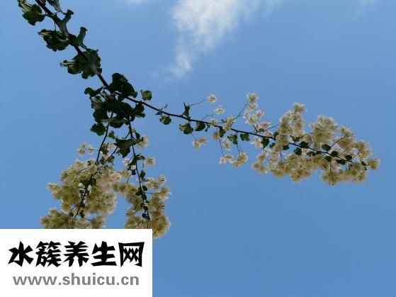 阻生牙一定要拔嗎