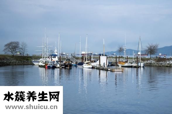 楮實(shí)子的別名