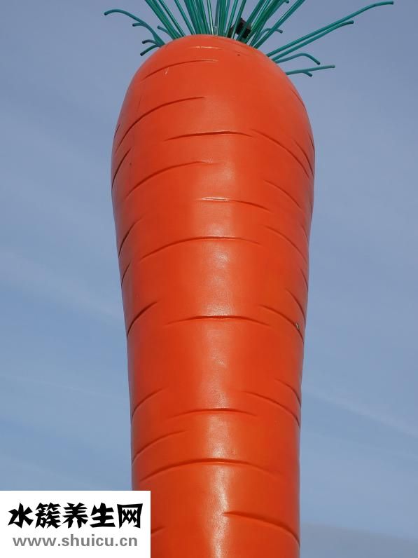 沙白湯的做法大全