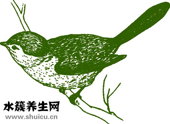 腎陰虛吃什么好