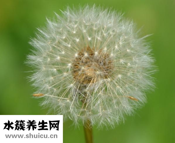 野生蒲公英圖片