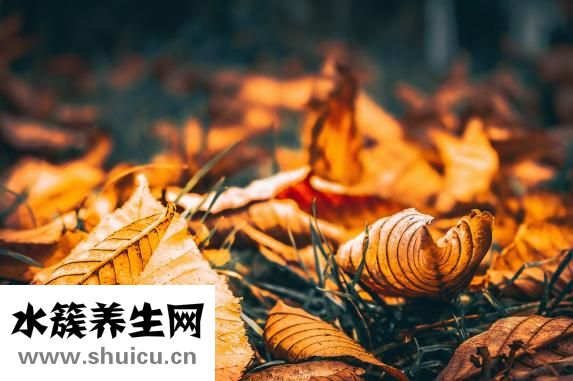 西葫蘆能生吃嗎