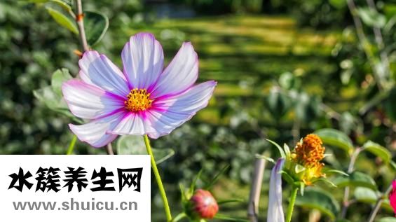 楮實(shí)子的別名