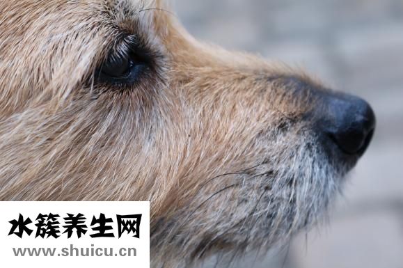 翼腭窩的位置圖片