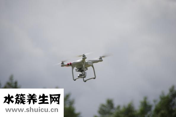 雄蜂蛹的功效與作用