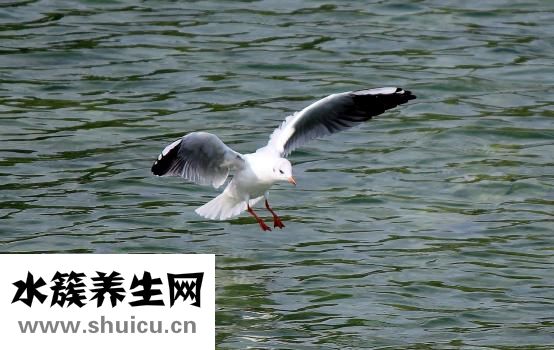 血紅蛋白正常值