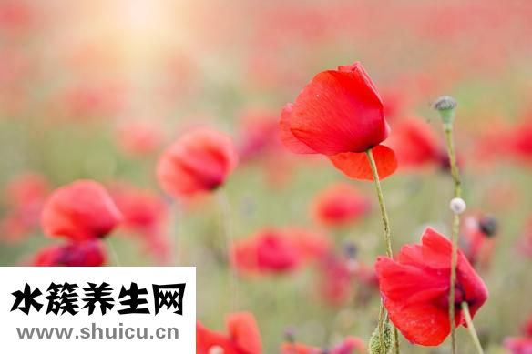 胃腸感冒吃什么