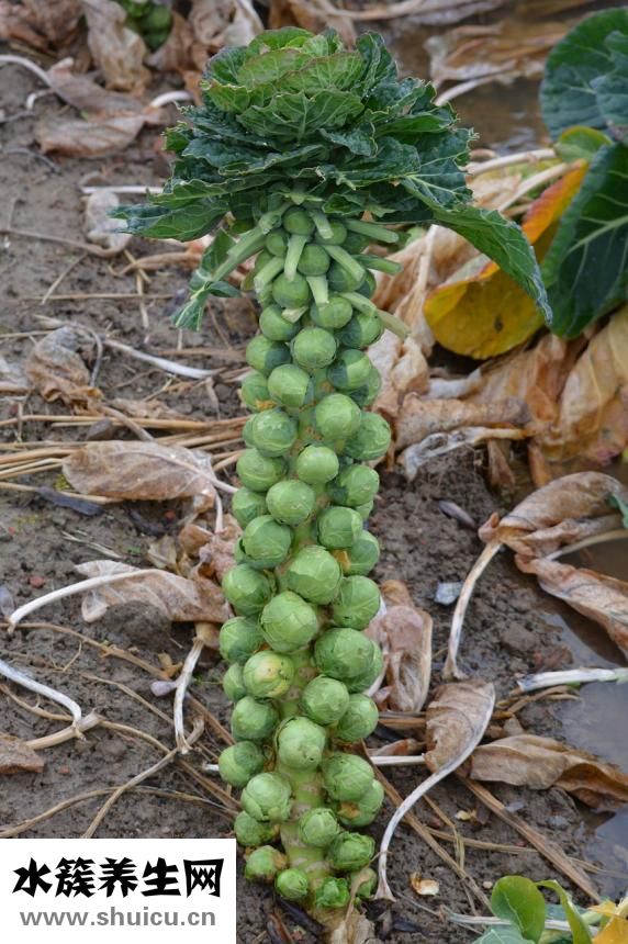 山藥豆發(fā)芽能吃嗎