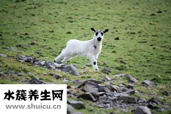 羊肉泡饃怎么做