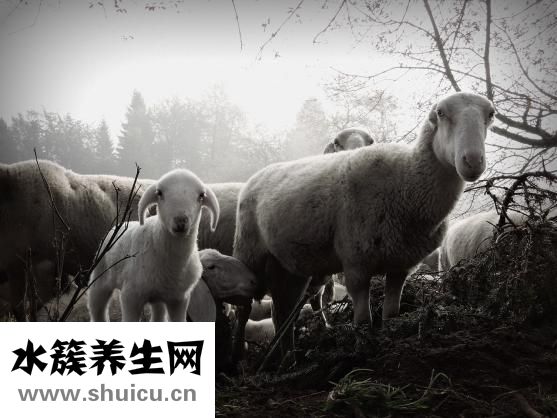 羊肉泡饃怎么做