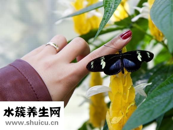 結甲是什么意思