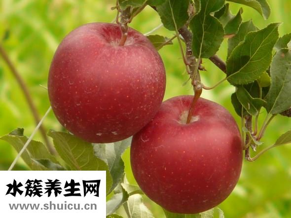 胃疼可以吃蘋果嗎