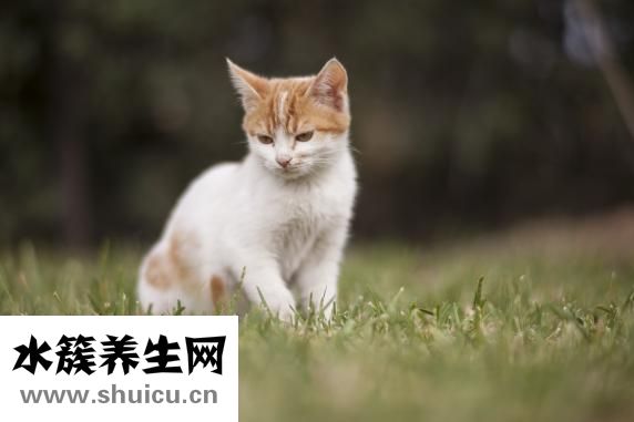 缺鐵性貧血脫發(fā)