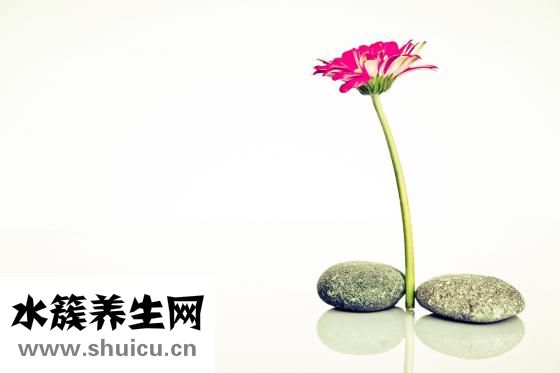 魷魚須的營養價值