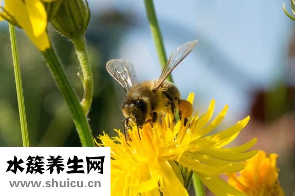 杏色適合黃皮膚嗎