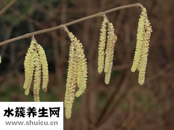 腎的形態(tài)和位置