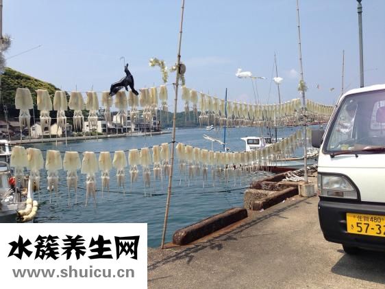 魷魚須的營養價值