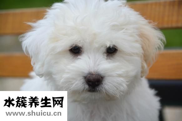 舌頭上有白苔口臭