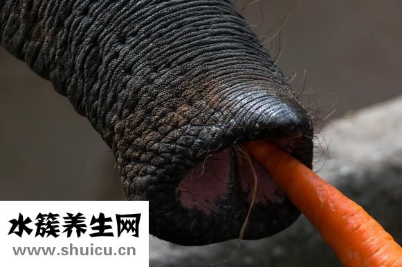 羊排湯怎么燉好喝