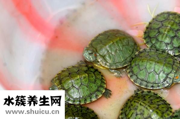 黃瓜凍了還能吃嗎