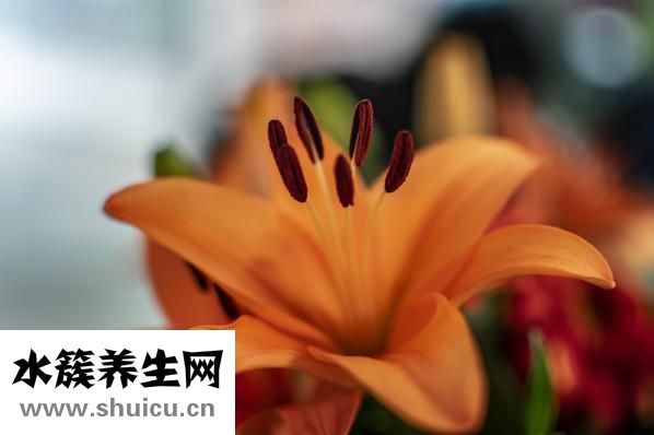 痰多吃什么化痰