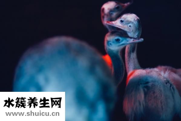 甩手功的十大功效