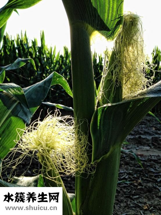 玉米淀粉是什么